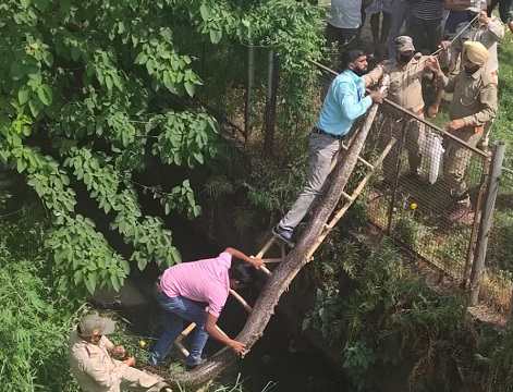 Big Snake in Kashipur